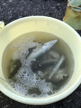 ヒーラーメアタック！！！！