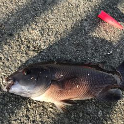 ハリス太めで正解