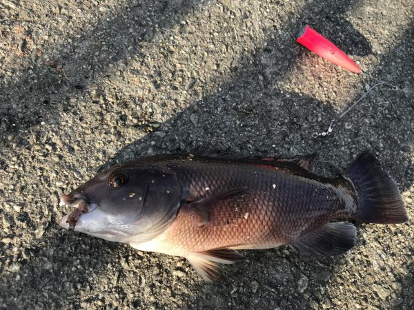 ハリス太めで正解