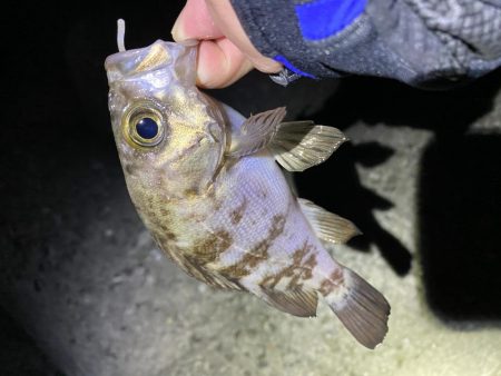 爆風メバリング