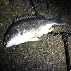 念願のチニングでの釣果