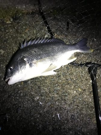 念願のチニングでの釣果