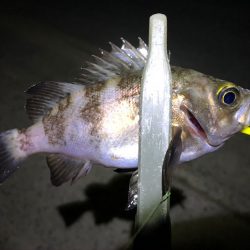 メバルが釣れてた、、ラッキーな夜