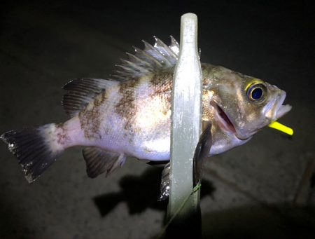 メバルが釣れてた、、ラッキーな夜