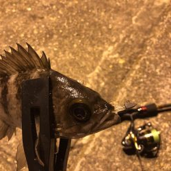 メバリング楽しい