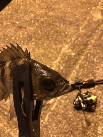 メバリング楽しい