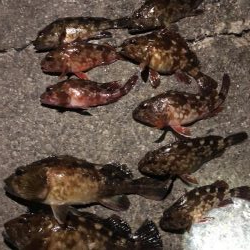 2020初釣り!プレミアム魚ゲット!