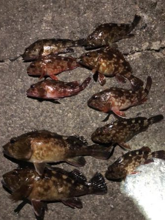 2020初釣り!プレミアム魚ゲット!