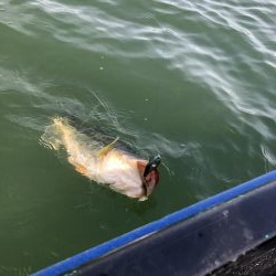 エレキボートで