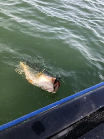 エレキボートで