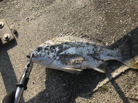 再掲初シーバス