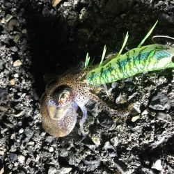 ヤリイカ、ミミイカ、カサゴ