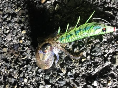 ヤリイカ、ミミイカ、カサゴ