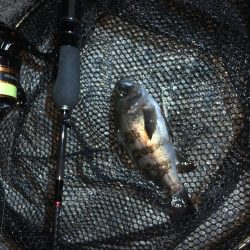 暴風メバリング