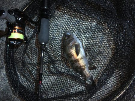 暴風メバリング