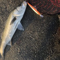 83㎝のブリとシーバス!