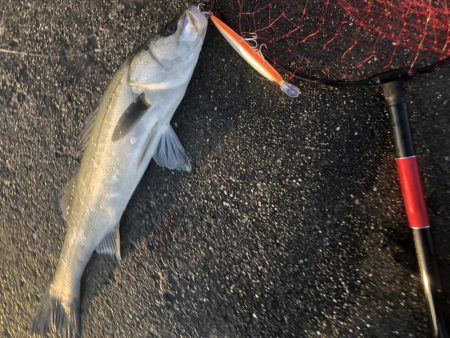 83㎝のブリとシーバス!