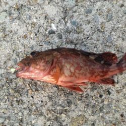 厳寒期は餌を楽しむ