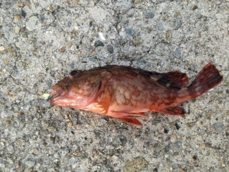 厳寒期は餌を楽しむ