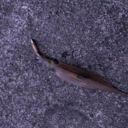 大潮に期待したけど……