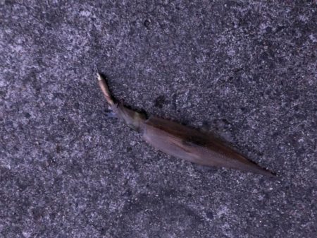 大潮に期待したけど……