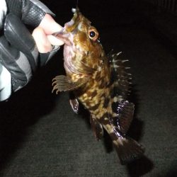 メバリングのはずが、、、