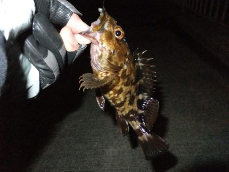 メバリングのはずが、、、