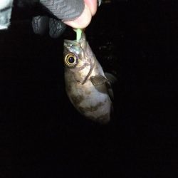 ガッシー君、高活性！