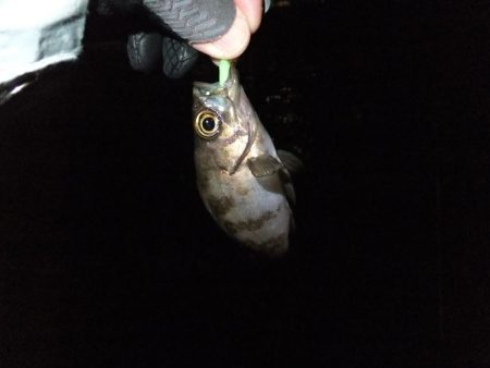 ガッシー君、高活性！