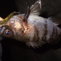 プラッギングのみで