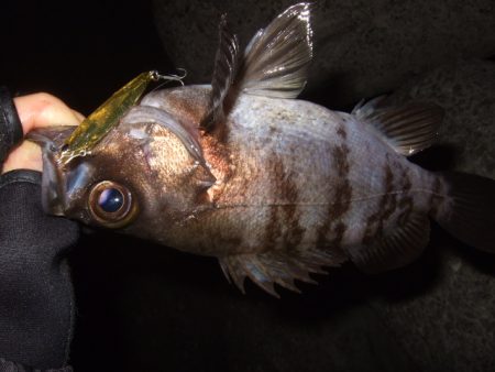 プラッギングのみで