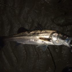 辛抱の回遊待ち