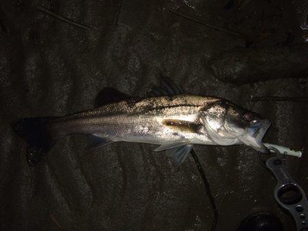 辛抱の回遊待ち