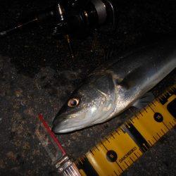 手こずらせやがって~!!