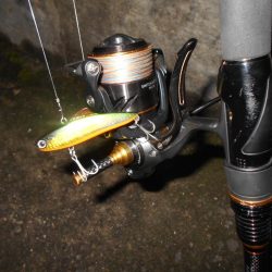 シーバス狙いでしたが…。