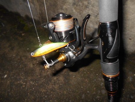 シーバス狙いでしたが…。