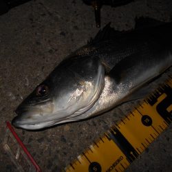 沈みテトラ付近でヒット