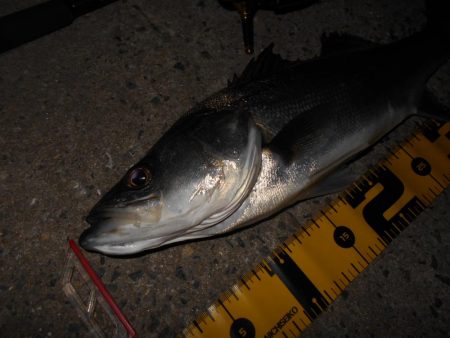 沈みテトラ付近でヒット