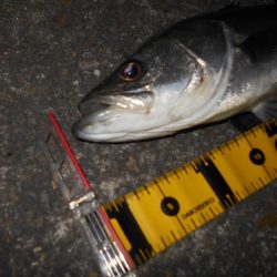 ボトムで反応有り