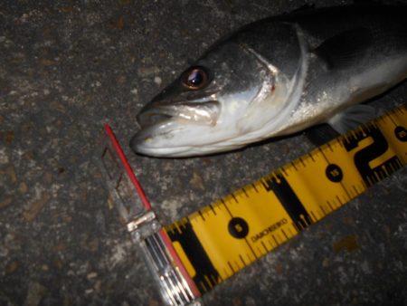 ボトムで反応有り