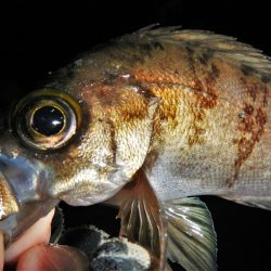 本日も荒れてます