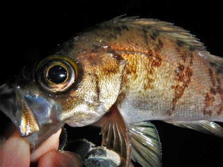 本日も荒れてます