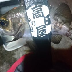 少しだけメバリング