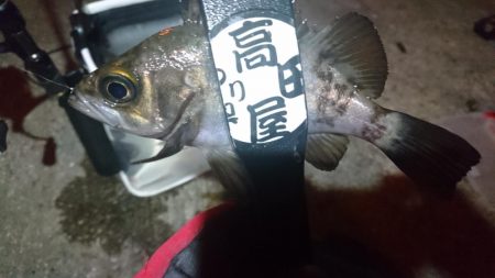 少しだけメバリング