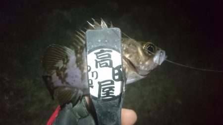 姫路でメバリング！！