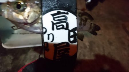 メバル狙い！！