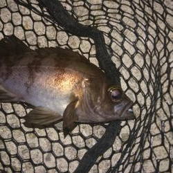 久々のメバリング