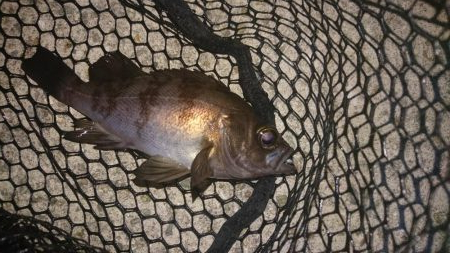 久々のメバリング