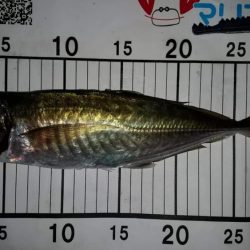 アジングで尺超え連発