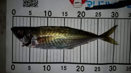 アジングで尺超え連発